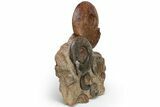 Tall, Jurassic Ammonite (Hammatoceras) Display - France #227080-1